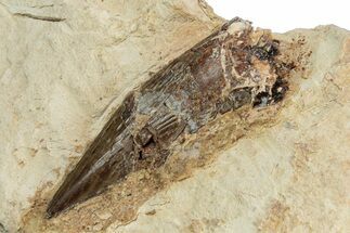 Fossil Polycotylid Plesiosaur (Thililua?) Tooth - Asfla Morocco #252358