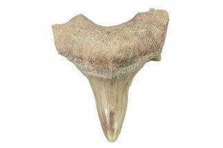 Pathological Otodus Shark Tooth - Morocco #252471