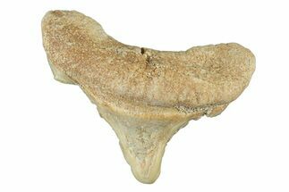 Pathological Otodus Shark Tooth - Morocco #252482