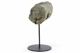 Dinosaur Vertebra Centrum on Metal Stand - Boulahfa, Morocco #252516