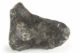Dinosaur Bone Section - Boulahfa, Morocco #252589