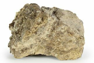 Dinosaur (Triceratops) Frill Shield Section - North Dakota #252707
