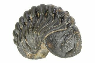 Long Curled Morocops Trilobite - Morocco #252653