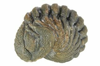 Long Enrolled Bumy Morocops Trilobite - Morocco #252663