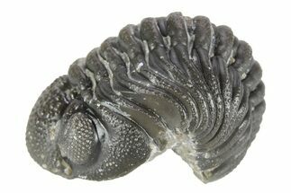 Long Curled Morocops Trilobite - Morocco #252665