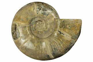 Polished Ammonite (Eotetragonites) Fossil - Madagascar #252770