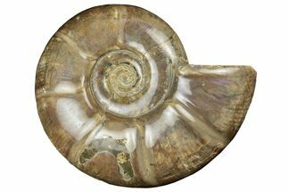 Polished Ammonite (Argonauticeras) Fossil - Iridescent Shell #252773