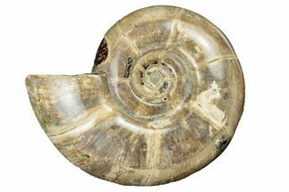 Polished Ammonite (Eotetragonites) Fossil - Madagascar #252781