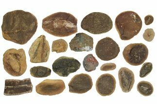 Clearance Lot: Mazon Creek Fossil Nodules - Pieces #252457