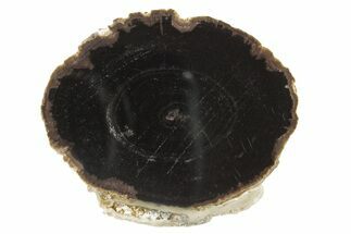 Petrified Wood (Schinoxylon) Round - Blue Forest, Wyoming #252841