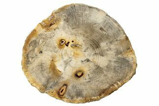 Polished Petrified Wood (Dicot) Round - Idaho #252883