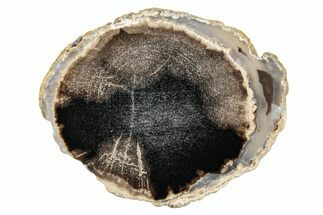 Petrified Wood (Schinoxylon) Round - Blue Forest, Wyoming #252903