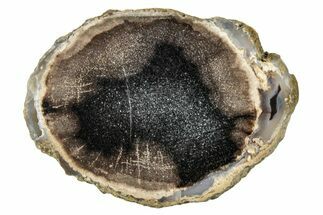 Petrified Wood (Schinoxylon) Round - Blue Forest, Wyoming #252919