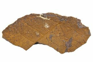 Fossil Leaf Nodule - Hell Creek #253092