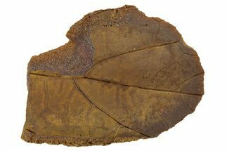 Fossil Leaf Nodule - Hell Creek #253104