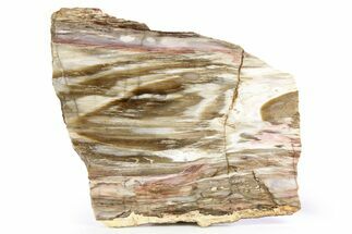 Colorful, Hubbard Basin Petrified Wood Slab (Rip-Cut) - Nevada #253134