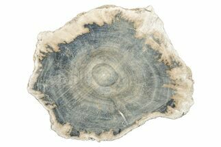 Petrified Wood (Schinoxylon) Round - Blue Forest, Wyoming #252936