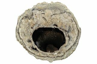 Petrified Wood (Schinoxylon) Round - Blue Forest, Wyoming #252965