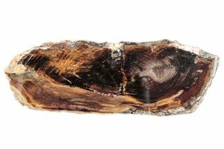 Polished Petrified Wood (Juniper) Slice - Nevada #253029