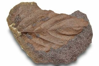 Fossil Leaf (Rhamnus?) Nodule - Hell Creek #253039