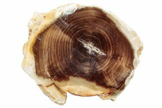 Polished Petrified Wood Round - Washington #253049