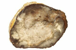 Polished Petrified Wood Round - Washington #253053