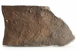 Cruziana (Fossil Trilobite Trackway) Plate - Morocco #253165