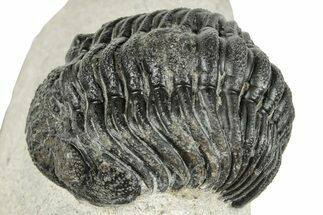 Bargain, Morocops Trilobite - Visible Eye Facets #251027