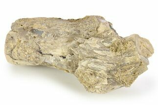 Wide Petrified Wood (Schinoxylon) Limb - Blue Forest, Wyoming #253329