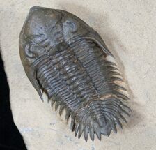 Beautiful Metacanthina (Asteropyge) Trilobite - #14948
