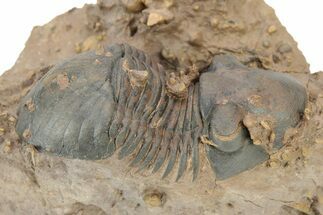 Paralejurus Trilobite With Microfossils - Lghaft, Morocco #253699