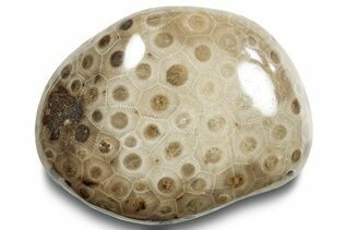 Petoskey Stones For Sale