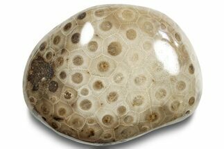 Polished Petoskey Stone (Fossil Coral) - Michigan #253655