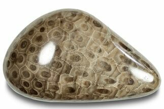 Polished Petoskey Stone (Fossil Coral) - Michigan #253665