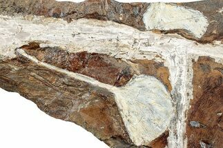 Two Fossil Ginkgo Leaves From North Dakota - Paleocene #253819