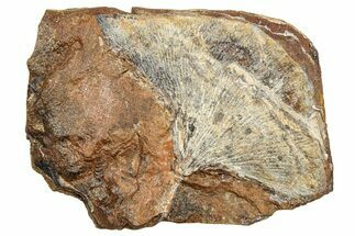 Ginkgo Leaf From North Dakota - Paleocene #253831
