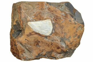 Ginkgo Leaf From North Dakota - Paleocene #253838