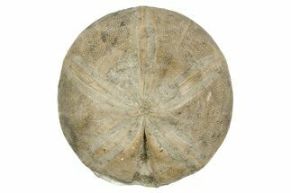 Jurassic Echinoid (Clypeus) Fossil - Jaulny, France #254009