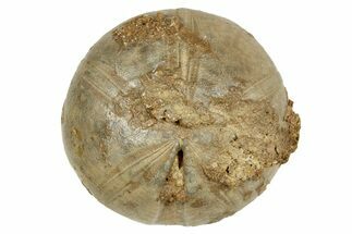 Jurassic Echinoid (Clypeus) Fossil - Jaulny, France #254017