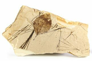 Fossil Leaf (Sassafras, Pinus) Plate - McAbee, BC #253974