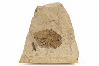 Fossil Leaf (Betula?) Plate - McAbee, BC #253986