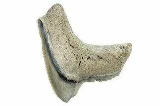 Fossil Tiger Shark (Galeocerdo) Tooth - Aurora, NC #253722