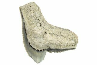 Fossil Tiger Shark (Galeocerdo) Tooth - Aurora, NC #253723