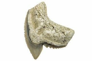 Fossil Tiger Shark (Galeocerdo) Tooth - Aurora, NC #253741