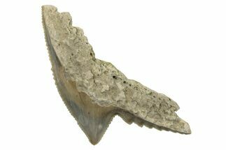 Fossil Tiger Shark (Galeocerdo) Tooth - Aurora, NC #253742