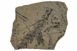 Fossil Conifer (Metasequoia) Plate - McAbee, BC #253938
