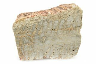 Paleoproterozoic Stromatolite (Eucapsiphora) Section - Australia #239957