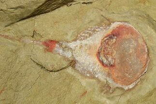 Xiphosurida Arthropod With Pos/Neg - Horseshoe Crab Ancestor #254037