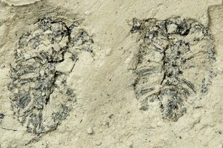Miocene Female Strobile (Alnus) Fossils - Murat, France #254020