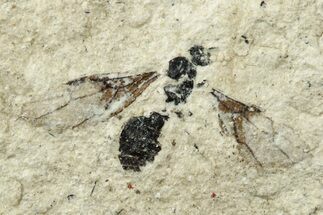 Miocene Winged Ant (Formicidae) Fossil - Murat, France #254026